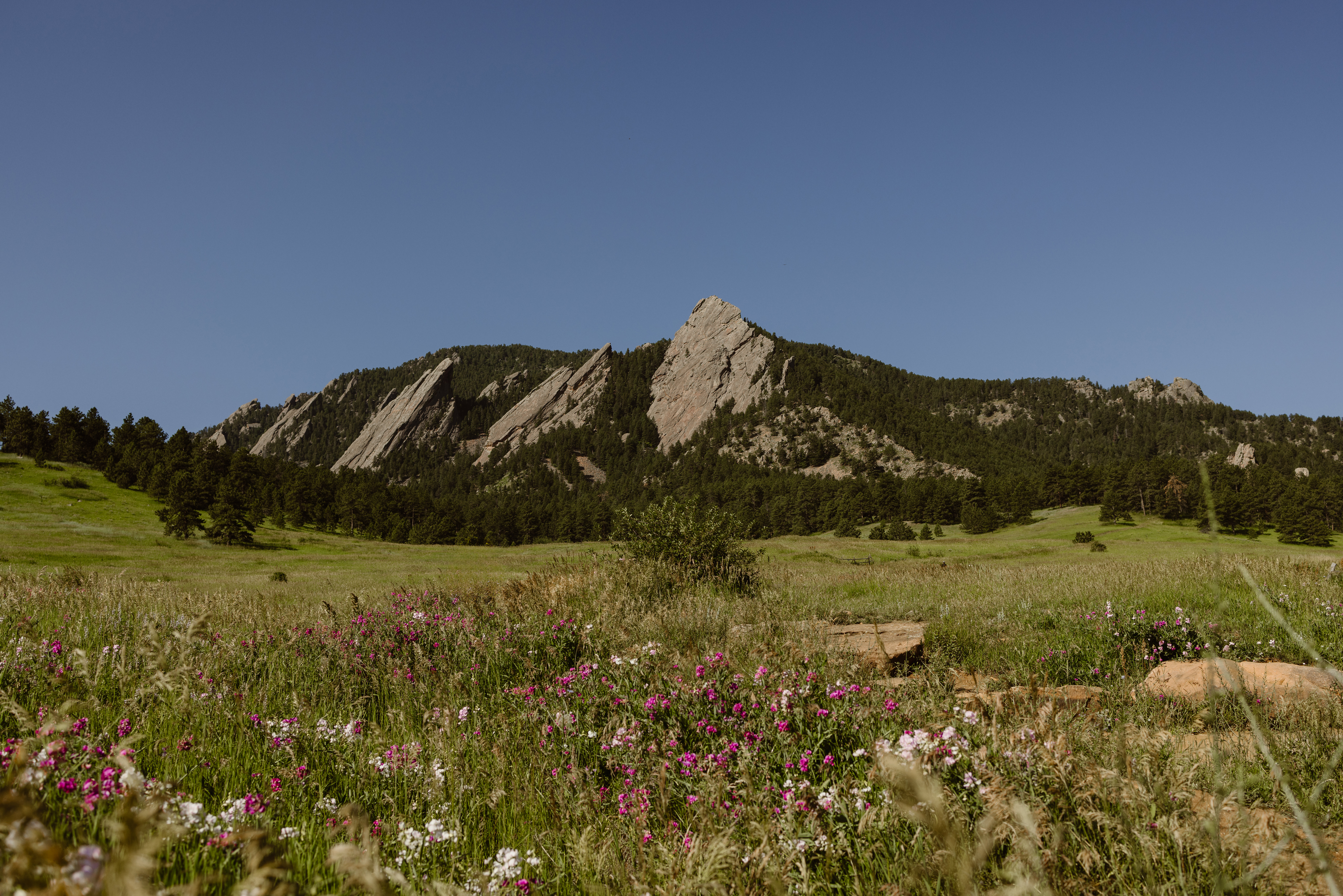 The Flatirons in Boulder, Colorado in June with green meadows and pink wildflowers in the foreground under a clear blue sky.